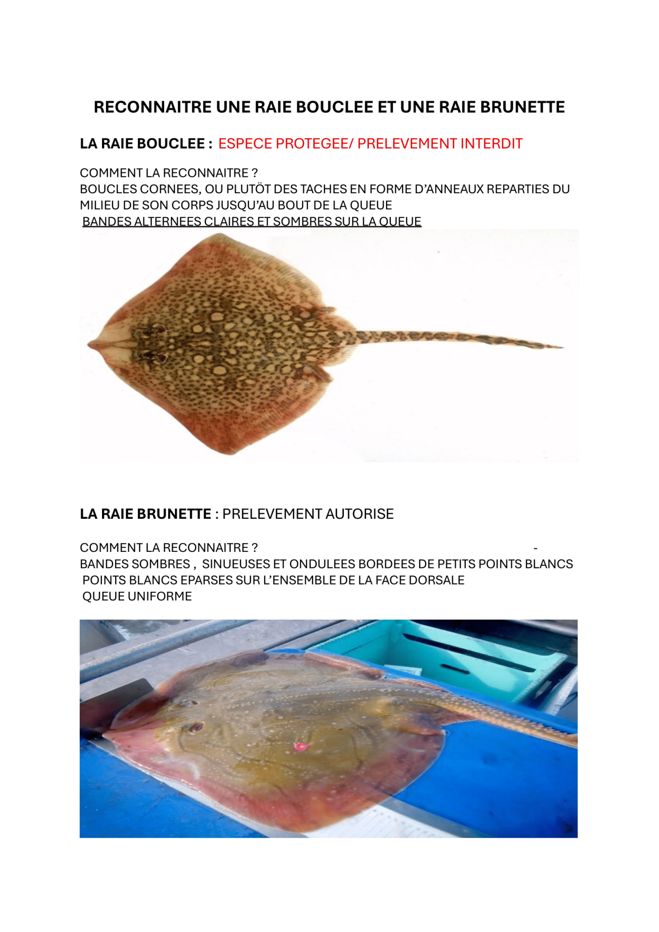 Reconnaitre une raie bouclee et une raie brunette 1
